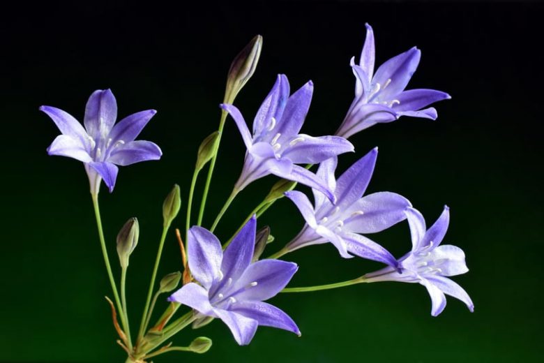 Triteleia Laxa Queen Fabiola, Triteleia Queen Fabiola, Ithuriel's Spear Queen Fabiola, Triplet Lily Queen Fabiola, Grassnut Queen Fabiola, Spring Bulbs, Spring Flowers, Blue Flowers