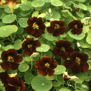 Nasturtium 'Black Velvet', Tropaeolum 'Black Velvet', Indian Cress 'Black Velvet', Garden Nasturtium 'Black Velvet', Black Nasturtium
