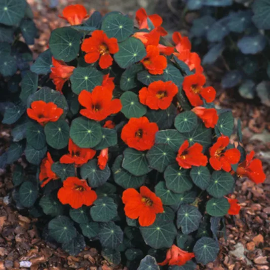 Nasturtium 'Empress of India', Tropaeolum 'Empress of India', Indian Cress 'Empress of India', Garden Nasturtium 'Empress of India', Red Nasturtium