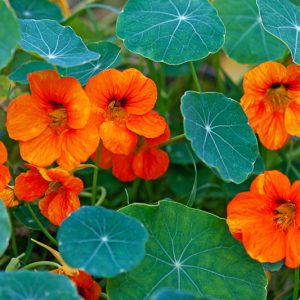 Nasturtium, Tropaeolum, Nasturtiums, Common Nasturtium, Indian Cress, Garden Nasturtium, Orange Flowers, Red Flowers, Yellow Flowers, Annuals, Annual plant, deer resistant flowers
