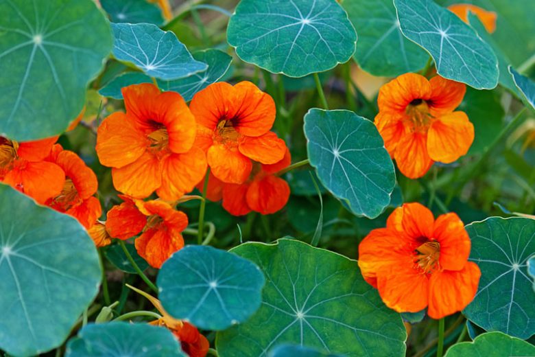 Nasturtium, Tropaeolum, Nasturtiums, Common Nasturtium, Indian Cress, Garden Nasturtium, Orange Flowers, Red Flowers, Yellow Flowers, Annuals, Annual plant, deer resistant flowers