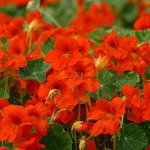 Nasturtium 'Orange Troika', Tropaeolum 'Orange Troika', Indian Cress 'Orange Troika', Garden Nasturtium 'Orange Troika', Orange Nasturtium