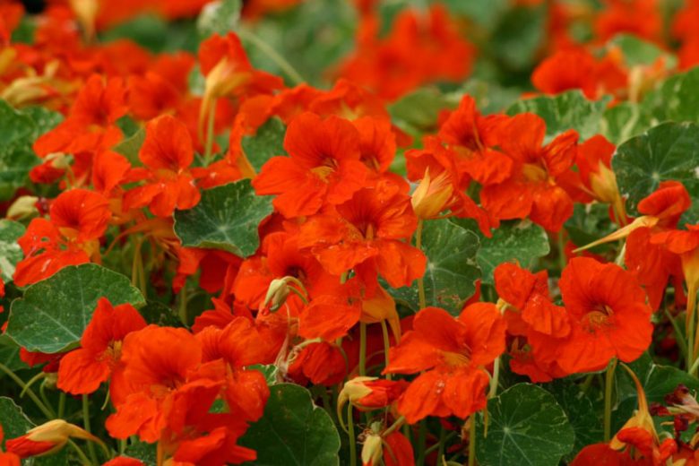 Nasturtium 'Orange Troika', Tropaeolum 'Orange Troika', Indian Cress 'Orange Troika', Garden Nasturtium 'Orange Troika', Orange Nasturtium