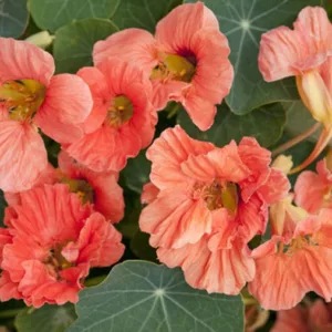 Nasturtium 'Salmon Baby', Tropaeolum 'Salmon Baby', Indian Cress 'Salmon Baby', Garden Nasturtium 'Salmon Baby', Salmon Nasturtium