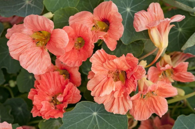 Nasturtium 'Salmon Baby', Tropaeolum 'Salmon Baby', Indian Cress 'Salmon Baby', Garden Nasturtium 'Salmon Baby', Salmon Nasturtium