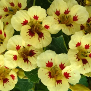 Nasturtium 'Ladybird Cream Purple Spot', Tropaeolum 'Ladybird Cream Purple Spot', Dwarf Nasturtium 'Ladybird Cream Purple Spot', Yellow Nasturtium, Bicolor Nasturtium