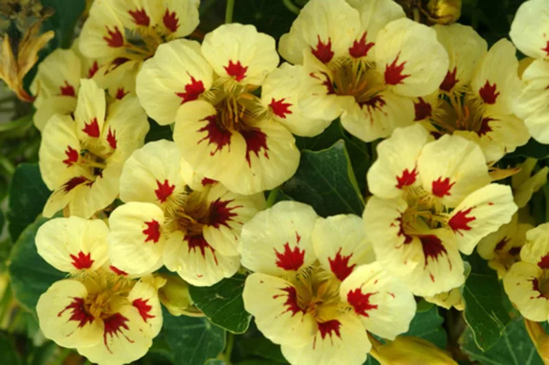 Nasturtium 'Ladybird Cream Purple Spot', Tropaeolum 'Ladybird Cream Purple Spot', Dwarf Nasturtium 'Ladybird Cream Purple Spot', Yellow Nasturtium, Bicolor Nasturtium