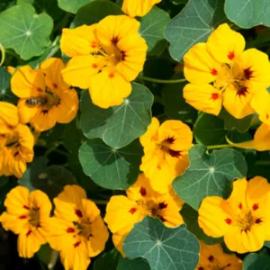 Nasturtium 'Ladybird Gold', Tropaeolum 'Ladybird Gold', Dwarf Nasturtium 'Ladybird Gold', Yellow Nasturtium, Bicolor Nasturtium