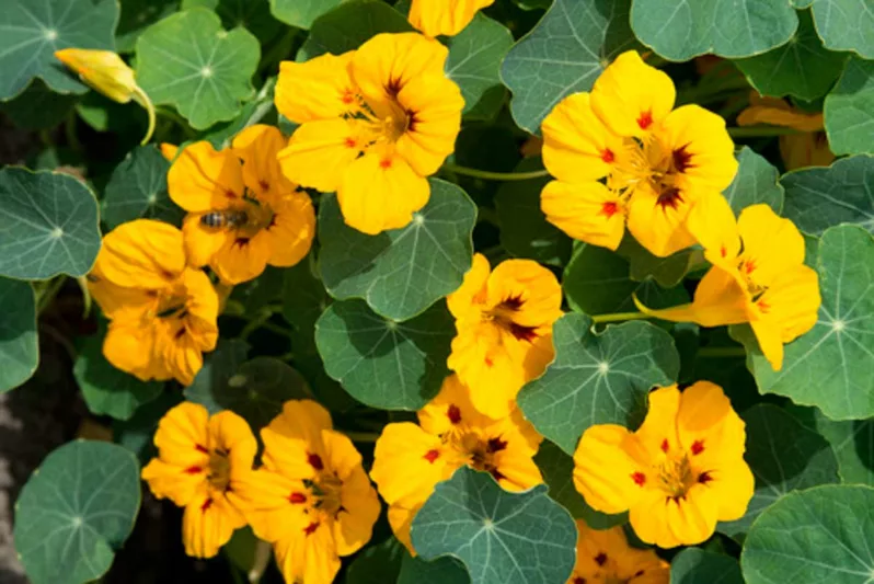 Nasturtium 'Ladybird Gold', Tropaeolum 'Ladybird Gold', Dwarf Nasturtium 'Ladybird Gold', Yellow Nasturtium, Bicolor Nasturtium