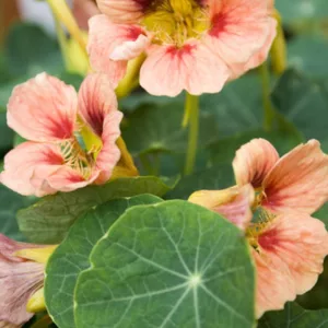 Nasturtium 'Ladybird Rose', Tropaeolum 'Ladybird Rose', Dwarf Nasturtium 'Ladybird Rose', Pink Nasturtium, Bicolor Nasturtium