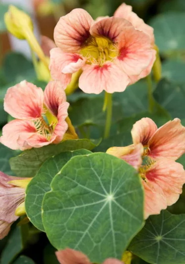 Nasturtium 'Ladybird Rose', Tropaeolum 'Ladybird Rose', Dwarf Nasturtium 'Ladybird Rose', Pink Nasturtium, Bicolor Nasturtium