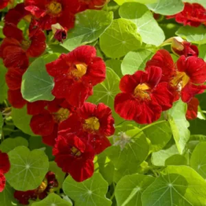 Nasturtium 'Tip Top Mahogany', Tropaeolum 'Tip Top Mahogany', Dwarf Nasturtium 'Tip Top Mahogany', Mahogany Nasturtium, Red Nasturtium