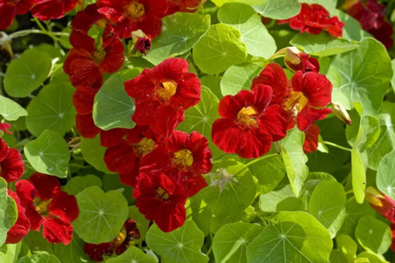 Nasturtium 'Tip Top Mahogany', Tropaeolum 'Tip Top Mahogany', Dwarf Nasturtium 'Tip Top Mahogany', Mahogany Nasturtium, Red Nasturtium