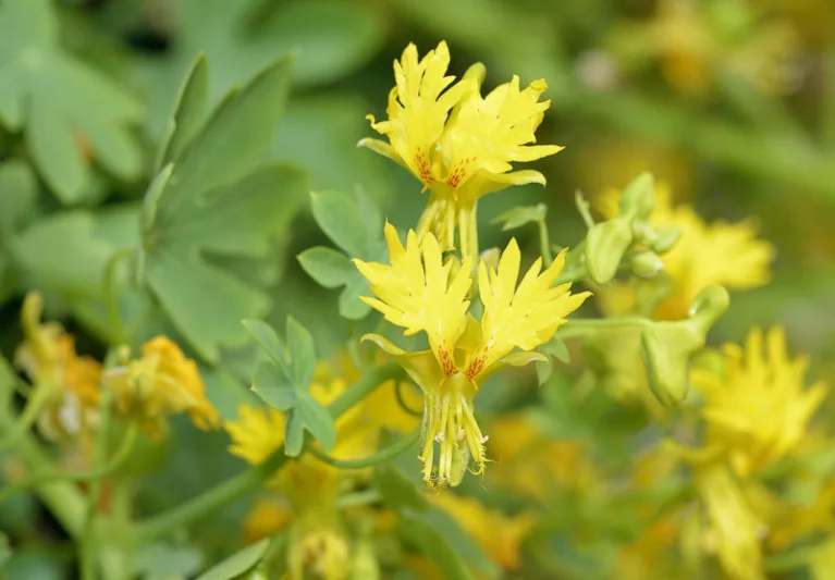 Tropaeolum peregrinum, Canary Creeper, Canary Bird Flower, Yellow Flowers