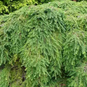 Tsuga canadensis, Eastern Hemlock, Common Hemlock, Canada Hemlock, Spruce Hemlock, White Hemlock, Evergreen Shrub, Evergreen Tree