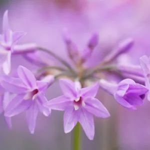 Tulbaghia Violacea, Society Garlic, Pink Agapanthus, Spring Bulbs, Spring Flowers, Spring Bulbs, Spring Flowers, Pink Flowers