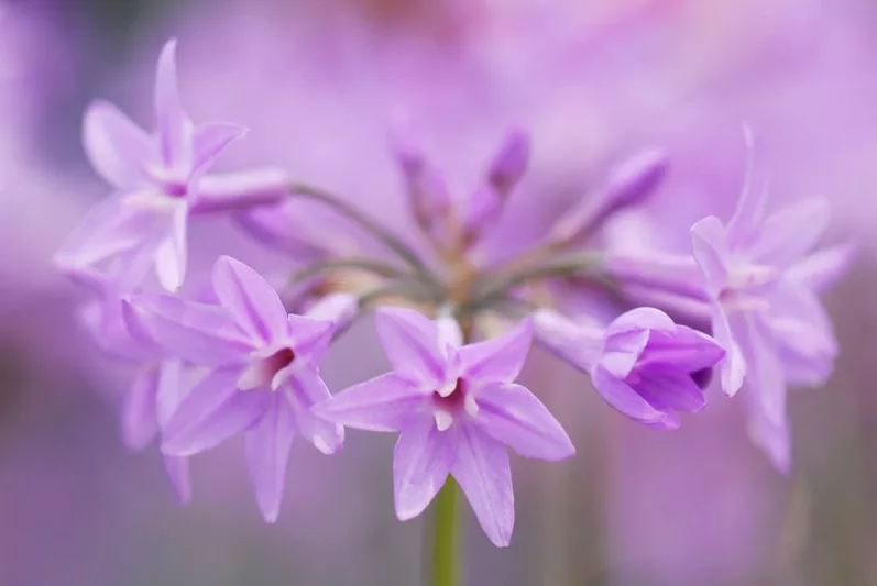 Tulbaghia Violacea, Society Garlic, Pink Agapanthus, Spring Bulbs, Spring Flowers, Spring Bulbs, Spring Flowers, Pink Flowers