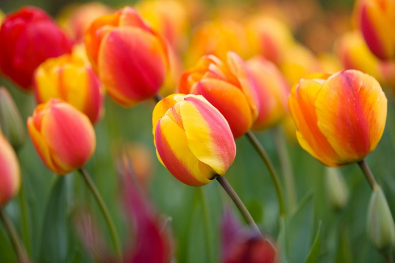 Tulipa 'Apeldoorn's Elite', Tulip 'Apeldoorn's Elite', Darwin Hybrid Tulip 'Apeldoorn's Elite', Darwin Hybrid Tulips, Spring Bulbs, Spring Flowers, Pink Tulip, Orange Tulip, Bi-color Tulip
