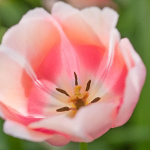 Tulipa 'Belle du Monde', Tulip 'Belle du Monde', Single Late Tulip 'Belle du Monde', Single Late Tulips, Spring Bulbs, Spring Flowers, Pink Tulip, Orange Tulip, Single Late Tulip, French Tulip