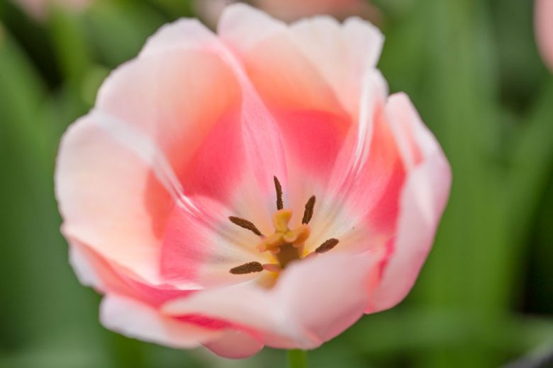 Tulipa 'Belle du Monde', Tulip 'Belle du Monde', Single Late Tulip 'Belle du Monde', Single Late Tulips, Spring Bulbs, Spring Flowers, Pink Tulip, Orange Tulip, Single Late Tulip, French Tulip