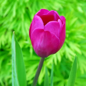 Tulipa Blue Beauty,Tulip 'Blue Beauty', Triumph Tulip 'Blue Beauty', Triumph Tulips, Spring Bulbs, Spring Flowers, Tulipe Negrita,Purple Tulip