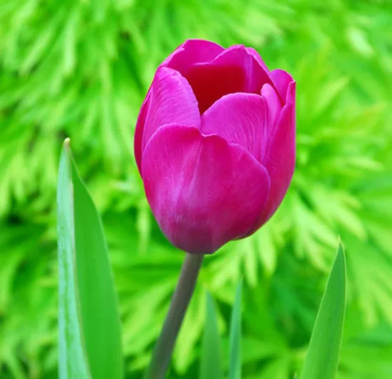 Tulipa Blue Beauty,Tulip 'Blue Beauty', Triumph Tulip 'Blue Beauty', Triumph Tulips, Spring Bulbs, Spring Flowers, Tulipe Negrita,Purple Tulip
