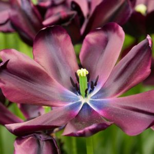 Tulipa Cafe Noir, Tulip 'Cafe Noir', Single Late Tulip 'Cafe Noir', Single Late Tulips, Spring Bulbs, Spring Flowers, Tulipe Cafe Noir, Black Tulip, Single Late Tulip, Spring Bloom