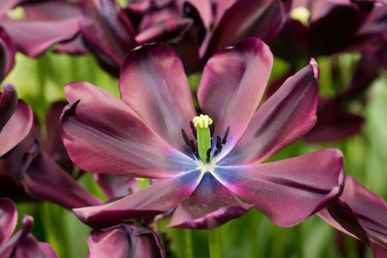 Tulipa Cafe Noir, Tulip 'Cafe Noir', Single Late Tulip 'Cafe Noir', Single Late Tulips, Spring Bulbs, Spring Flowers, Tulipe Cafe Noir, Black Tulip, Single Late Tulip, Spring Bloom