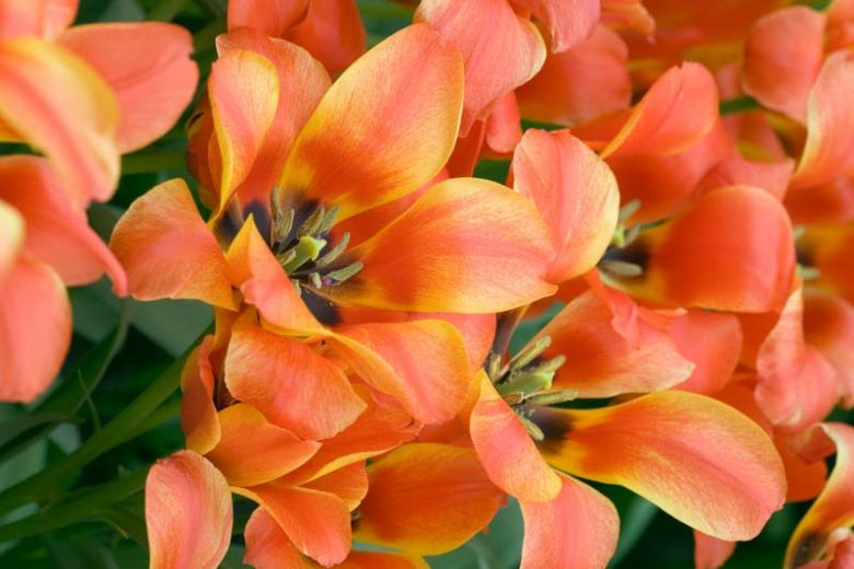 Tulipa 'Compostella',Tulip 'Compostella', Greigii Tulip 'Compostella', Greigii Tulips, Spring Bulbs, Spring Flowers, Tulipe Quebec, orange tulips