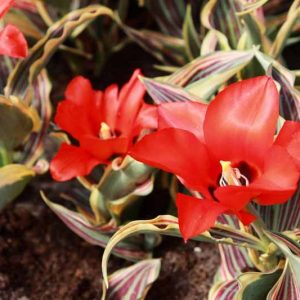 Tulipa Fire of Love, Tulip 'Fire of Love', Greigii Tulip 'Fire of Love', Greigii Tulips, Spring Bulbs, Spring Flowers, Tulipe Fire of Love, Tulipes Greigii, Red tulips