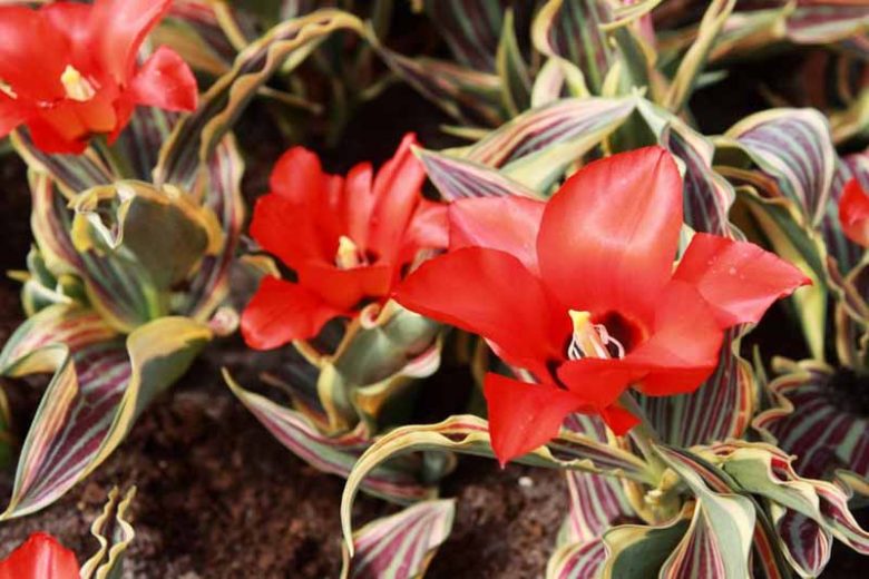 Tulipa Fire of Love, Tulip 'Fire of Love', Greigii Tulip 'Fire of Love', Greigii Tulips, Spring Bulbs, Spring Flowers, Tulipe Fire of Love, Tulipes Greigii, Red tulips
