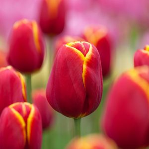 Tulipa 'Flying Dragon',Tulip 'Flying Dragon', Triumph Tulip 'Flying Dragon', Triumph Tulips, Spring Bulbs, Spring Flowers, Red Tulip, Bicolor Tulip, Yellow Tulip