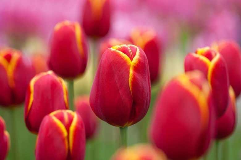Tulipa 'Flying Dragon',Tulip 'Flying Dragon', Triumph Tulip 'Flying Dragon', Triumph Tulips, Spring Bulbs, Spring Flowers, Red Tulip, Bicolor Tulip, Yellow Tulip