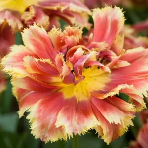 Tulipa 'Gold Dust', Tulip 'Gold Dust', Fringed Tulip 'Gold Dust', Fringed Tulips, Spring Bulbs, Spring Flowers, Double Tulips, Orange Tulips, Tulipes Dentelle