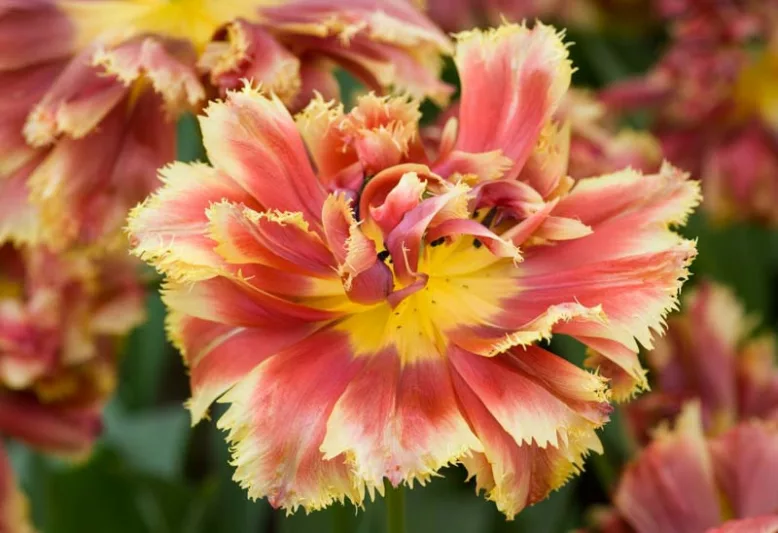 Tulipa 'Gold Dust', Tulip 'Gold Dust', Fringed Tulip 'Gold Dust', Fringed Tulips, Spring Bulbs, Spring Flowers, Double Tulips, Orange Tulips, Tulipes Dentelle