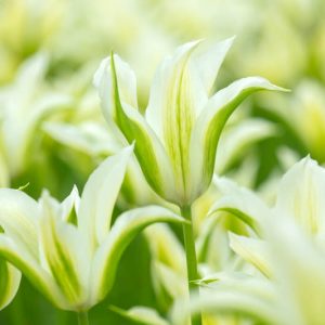 Tulipa 'Greenstar' Tulip 'Greenstar', Lily-Flowered Tulip 'Greenstar', Lily-Flowering Tulip 'Greenstar', Lily-Flowered Tulips, Spring Bulbs, Spring Flowers, Green tulip, mid late season tulip, mid late spring tulip