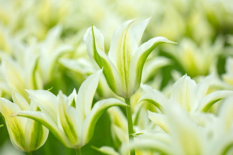 Tulipa 'Greenstar' Tulip 'Greenstar', Lily-Flowered Tulip 'Greenstar', Lily-Flowering Tulip 'Greenstar', Lily-Flowered Tulips, Spring Bulbs, Spring Flowers, Green tulip, mid late season tulip, mid late spring tulip