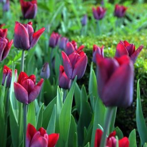 Tulipa 'Greuze', Tulip 'Greuze', Single Late Tulip 'Greuze', Single Late Tulips, Spring Bulbs, Spring Flowers, pink Tulip, purple Tulip, Single Late Tulip