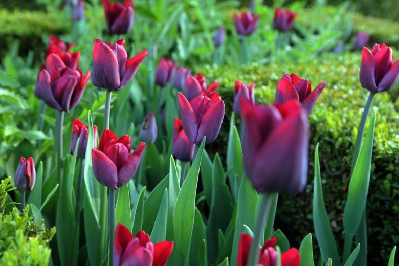 Tulipa 'Greuze', Tulip 'Greuze', Single Late Tulip 'Greuze', Single Late Tulips, Spring Bulbs, Spring Flowers, pink Tulip, purple Tulip, Single Late Tulip