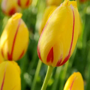 Tulipa 'La Courtine', Tulip 'La Courtine', Single Late Tulip 'La Courtine', Single Late Tulips, Spring Bulbs, Spring Flowers, Tulipe Hocus Pocus, Yellow tulips, Pink tulips, Tulipes Simples Tardives