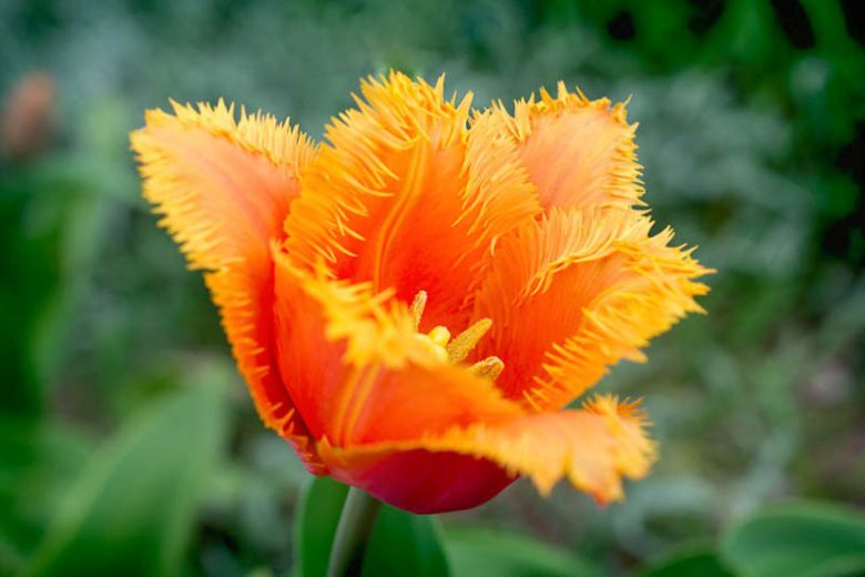 Tulipa 'Lambada', Tulip 'Lambada', Fringed Tulip 'Lambada', Fringed Tulips, Spring Bulbs, Spring Flowers, Orange Tulips, Yellow Tulips, Bicolor Tulips, Tulipes Dentelle, Salmon Tulips, Coral Tulips