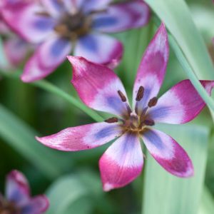 Tulipa 'Little Beauty', Tulip 'Little Beauty', Tulipa humilis 'Little Beauty', Botanical Tulip, Tulip Species, Rock Garden Tulip, Wild Tulip