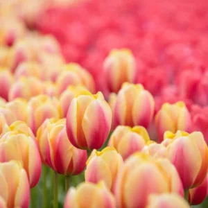 Tulipa 'Marit', Tulip 'Marit', Darwin Hybrid Tulip 'Marit', Darwin Hybrid Tulips, Spring Bulbs, Spring Flowers, Red Tulip, Yellow Tulip, Bi-color Tulip