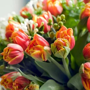 Tulipa 'Parrot King', Tulip 'Parrot King', Parrot Tulip 'Parrot King', Parrot Tulips, Spring Bulbs, Spring Flowers, Tulipe Bright Parrot, Parrot Tulip, Apricot Tulip, Orange Tulip, Tulipe perroquet