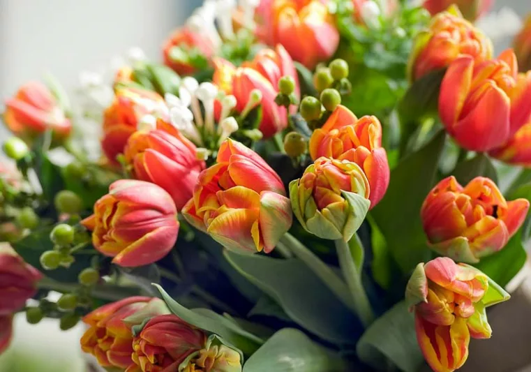 Tulipa 'Parrot King', Tulip 'Parrot King', Parrot Tulip 'Parrot King', Parrot Tulips, Spring Bulbs, Spring Flowers, Tulipe Bright Parrot, Parrot Tulip, Apricot Tulip, Orange Tulip, Tulipe perroquet