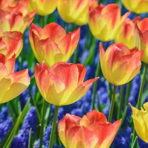 Tulipa 'Suncatcher',Tulip 'Suncatcher', Triumph Tulip 'Suncatcher', Triumph Tulips, Spring Bulbs, Spring Flowers, Red Tulip, Bicolor Tulip, Yellow Tulip
