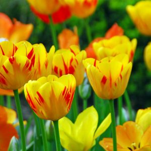 Tulipa 'World Expression' , Tulip 'World Expression', Single Late Tulip 'World Expression', Single Late Tulips, Spring Bulbs, Spring Flowers, Bicolor Tulip, Yellow Tulip, Single Late Tulip