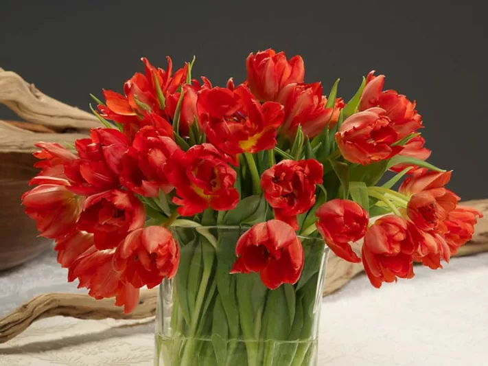 Tulipa 'Abba',Tulip 'Abba', Double Early Tulip Abba', Double Early Tulips, Spring Bulbs, Spring Flowers,Tulipe Abba,Double Red Tulip, Red Tulip