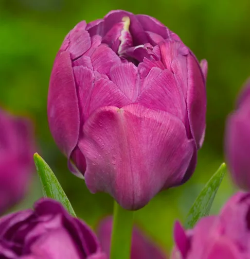 Tulipa 'Abigail',Tulip 'Abigail', Double Late Tulip 'Abigail', Double Late Tulips, Spring Bulbs, Spring Flowers, Tulipe Abigail, Purple Tulips, Late spring tulips, Tulipes Doubles Tardives