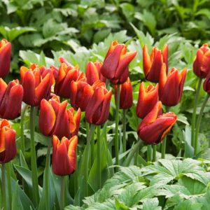 Tulip 'Abu Hassan', Triumph Tulip 'Abu Hassan', Triumph Tulips, Spring Bulbs, Spring Flowers,Tulipa 'Abu Hassan', Red Tulips, Bicolor Tulip, Tulipes Triomphe, Mid spring tulips